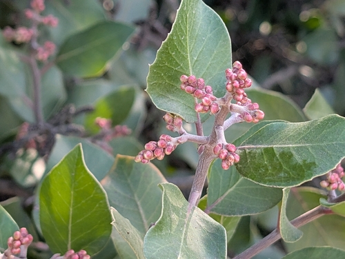 sugar bush × lemonade berry hybrid (Rhus integrifolia)