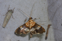 Aetholix flavibasalis