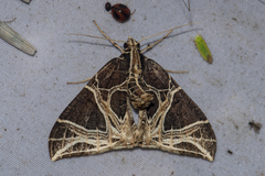 Ecliptopera rectilinea