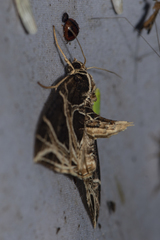 Ecliptopera rectilinea