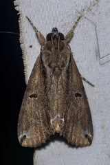 Ercheia
