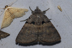 Avatha noctuoides