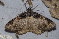 Cassephyra lamprosticta