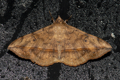 Anticarsia irrorata
