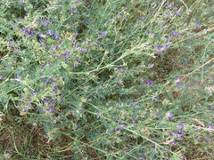 Medicago sativa sativa