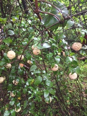 Cephalanthus natalensis