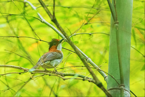 Chestnut Bulbul