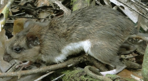 Mouse-tailed Spiny Rat (Trinomys setosus) — Least Concern Mammalia