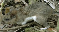 Hairy Atlantic Spiny-Rat photo 2