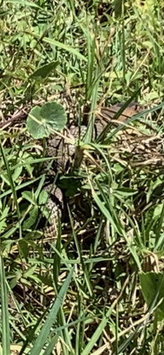 Eastern Brown Snake sighting