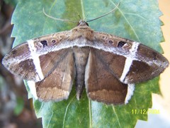 Hemeroblemma mexicana