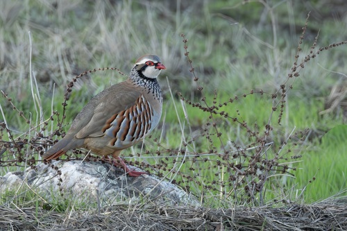 Red-legged Partridge