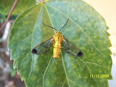 Isanthrene felderi