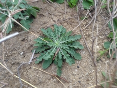 Crepidiastrum lanceolatum, photograph (c) chiuluan, some rights reserved (CC BY)