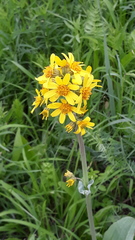 Ligularia glauca