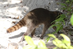 Procyon pygmaeus