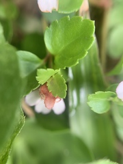Torenia polygonoides