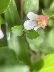 Torenia polygonoides