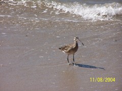 Numenius phaeopus hudsonicus