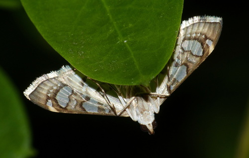 Glyphodella quadrinalis