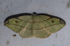 Hypochrosis hyadaria
