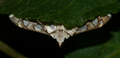 Glyphodella flavibrunnea