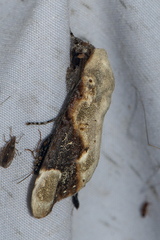 Formofentonia orbifer
