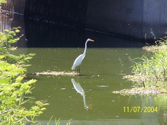 Ardea alba egretta
