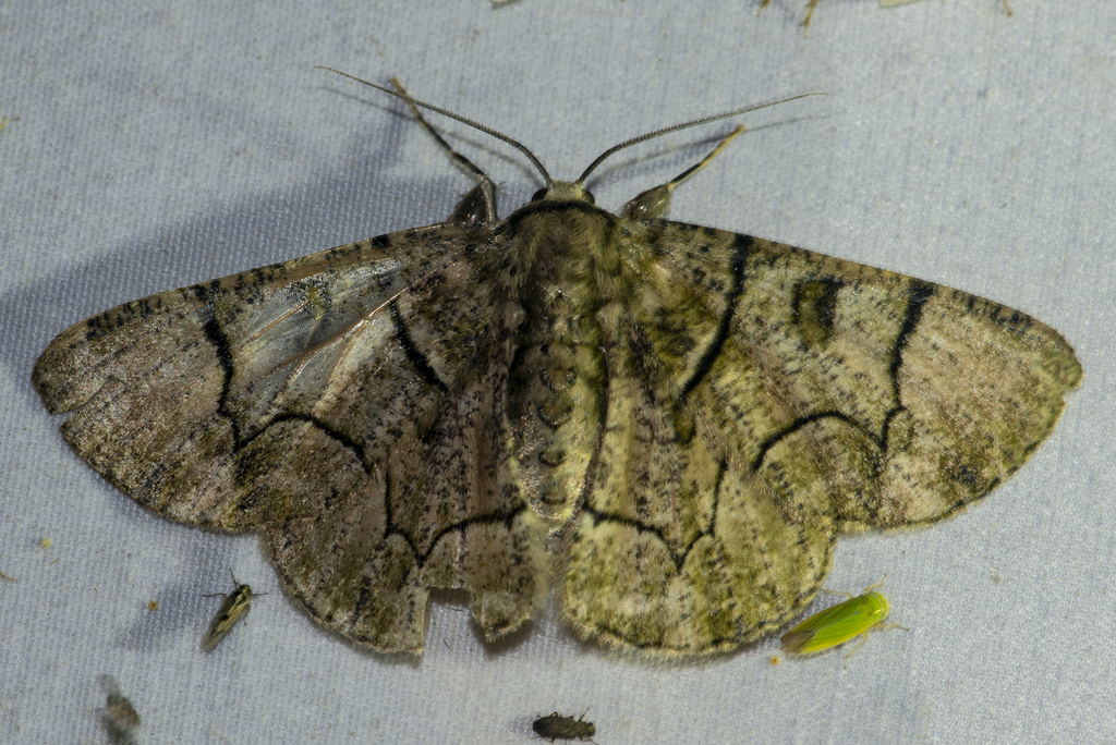 Metallolophia assamensis