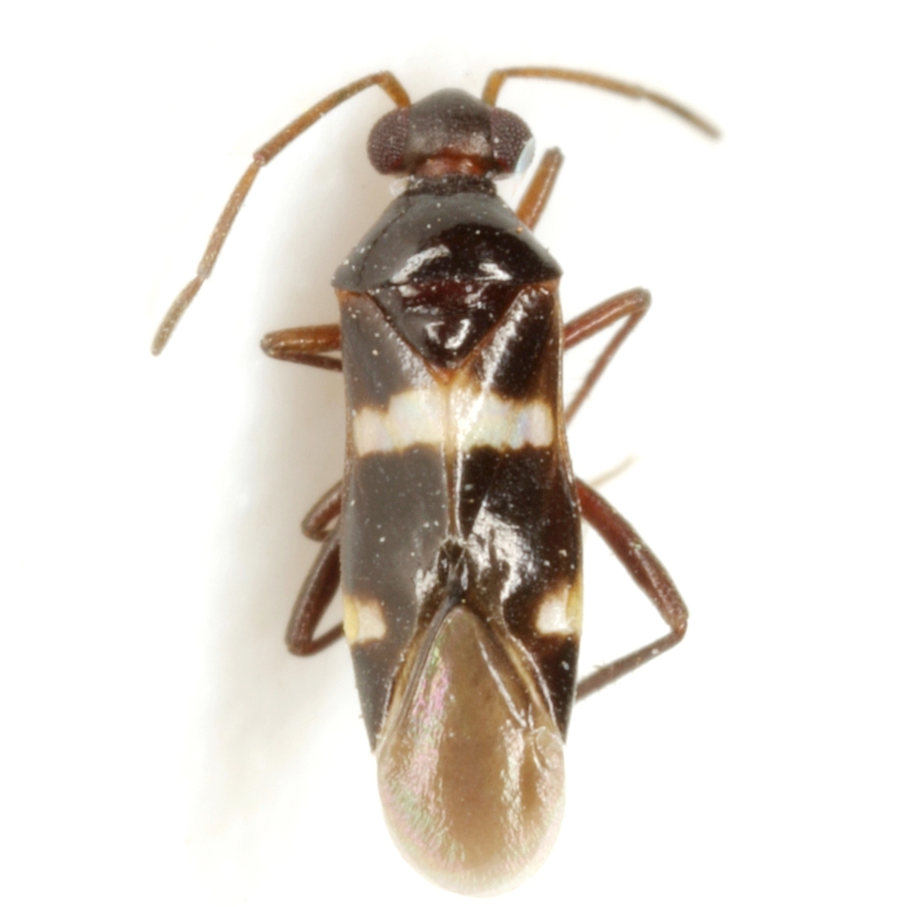 Cyrtopeltocoris
