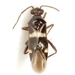 Cyrtopeltocoris - Photo (c) Mike Quinn, Austin, TX, some rights reserved (CC BY-NC), uploaded by Mike Quinn, Austin, TX