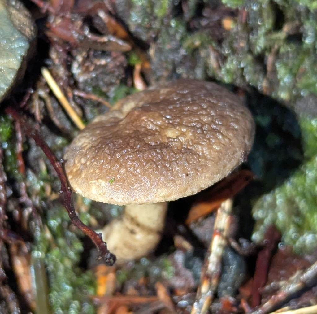 Lactarius fallax · December 2025 · photo: © benkeen (iNaturalist, cc0)