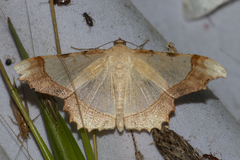 Zeheba lucidata