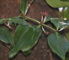 Helicanthes elastica