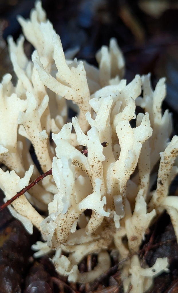 Clavulina sp. 'cinerea-PNW02'