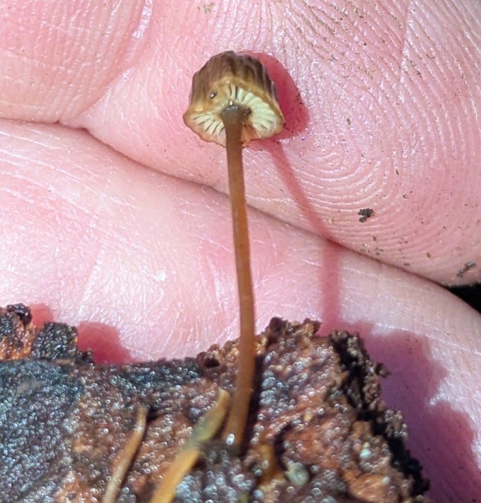 Mycena picta