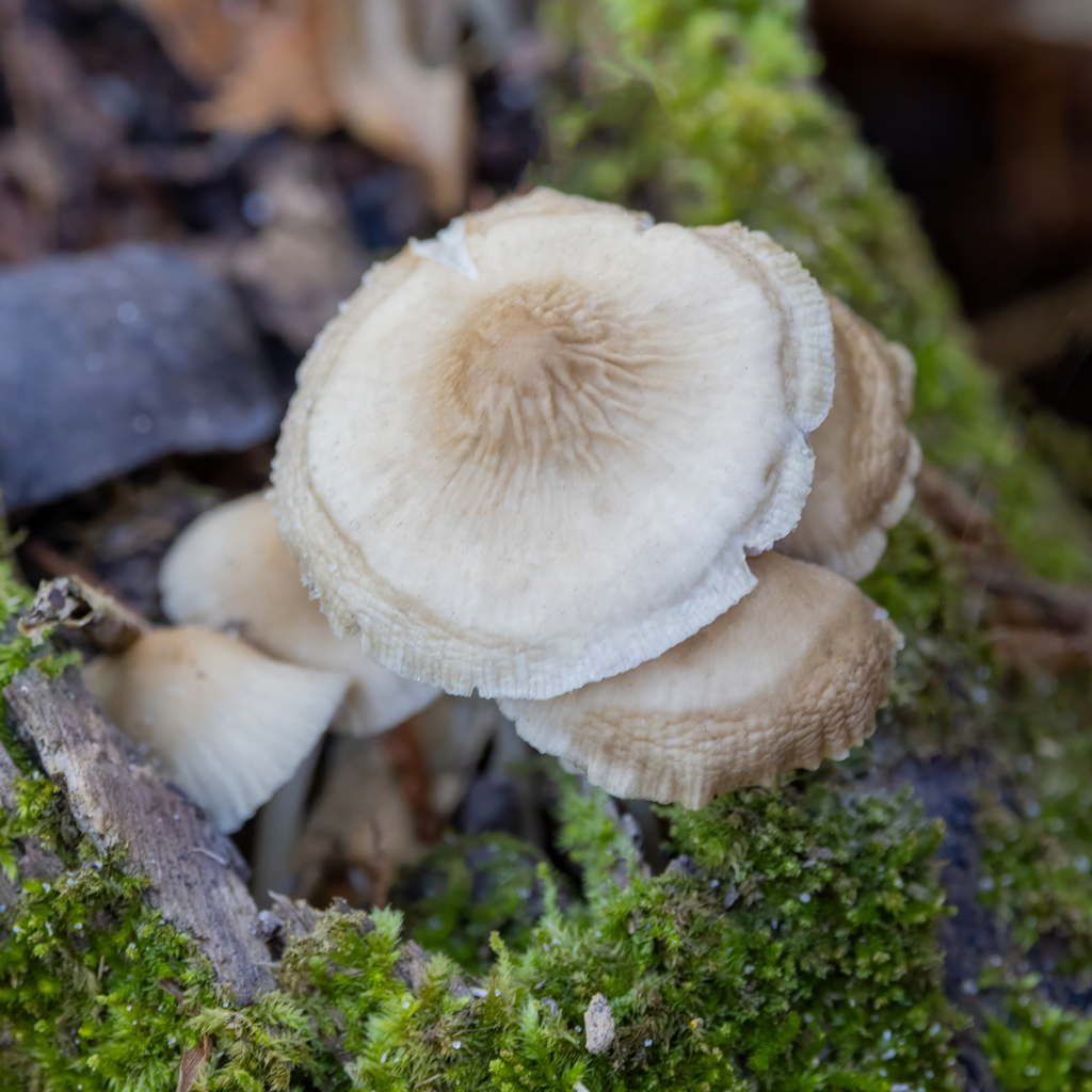 Mycena galericulata · December 2025 · photo: © kodiakgarden (iNaturalist, cc0)
