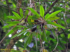 Myrmecodia tuberosa