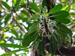 Myrmecodia tuberosa