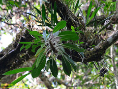 Myrmecodia tuberosa