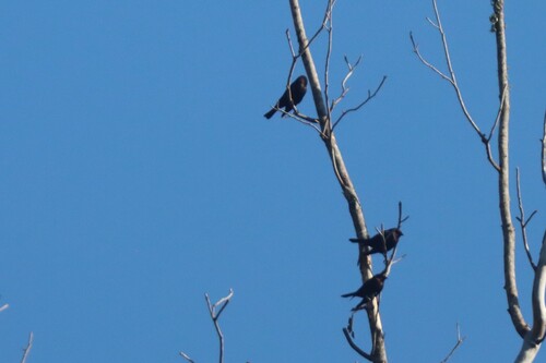 Brown-headed Cowbird photographed in Louisiana