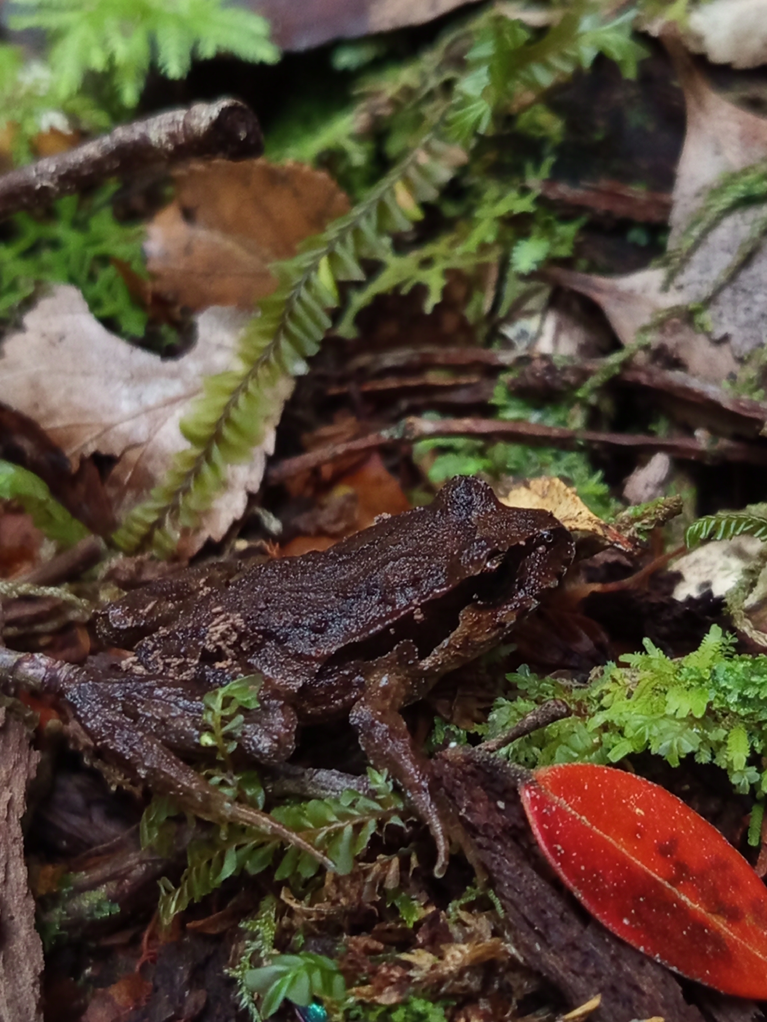 Eupsophus calcaratus (Günther, 1881)