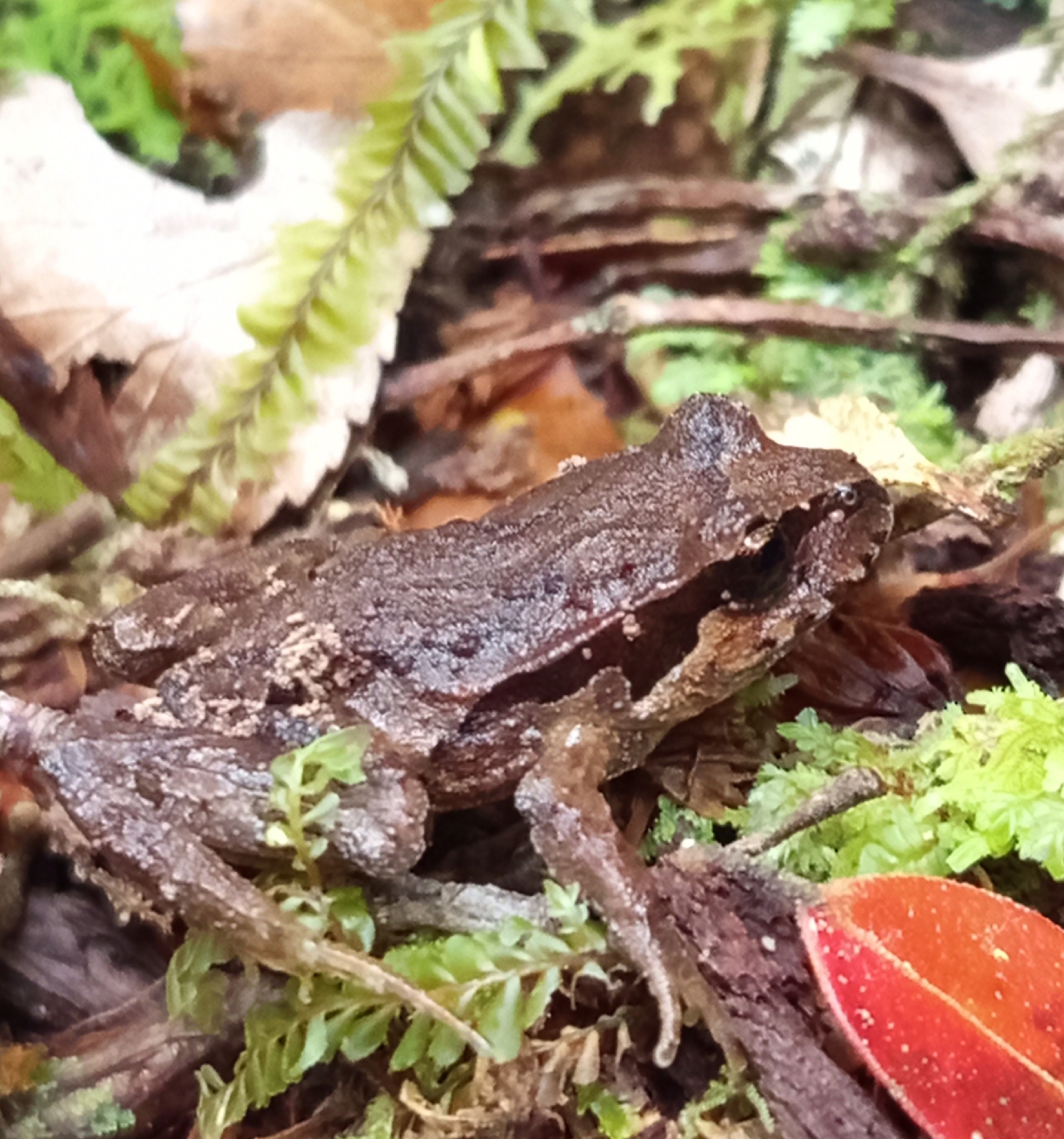 Eupsophus calcaratus (Günther, 1881)