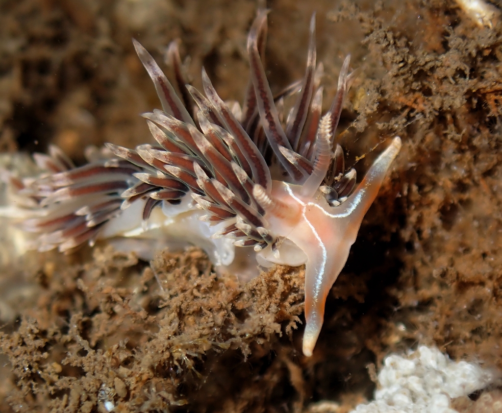 Lynx Nudibranch