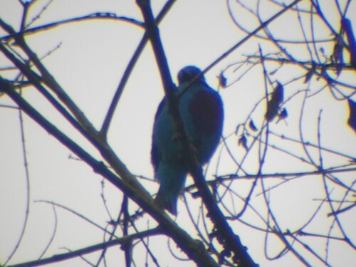 Turquoise Cotinga (Cotinga ridgwayi), photo 7