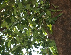 Helicanthes elastica