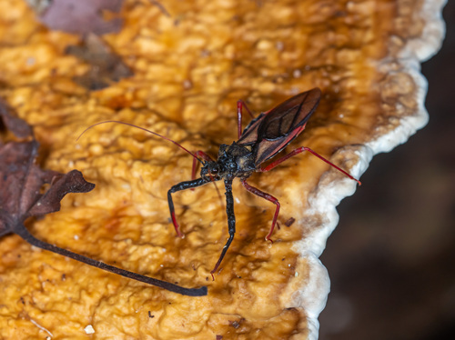 Erbessus rufiventris