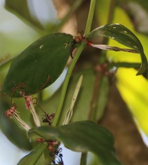 Helicanthes elastica