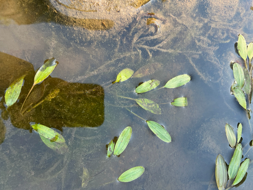 ribbon-leaved pondweed (Potamogeton epihydrus)