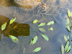 Ribbon-leaved Pondweed (Potamogeton epihydrus)